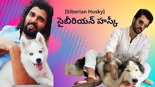 Why సైబీరియన్ హస్కీSiberian Husky is Popular History  Most familiar dog [upl. by Einnhoj]