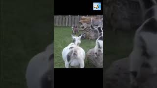 Funniest Animal Fainting Goats Screaming try not to Laugh [upl. by Meave]