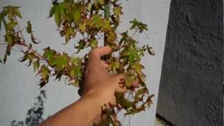 how to deal with sunburn Japanese Maple leaves by deleafing defoliate [upl. by Waylin54]