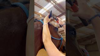 Beginner Vs Experienced Horse Owners 🐴 shorts animals [upl. by Aurelea323]