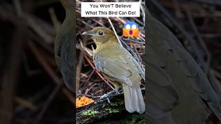 What the Vogelkop Bowerbird Does to Attract Females Will Amaze You🤩 [upl. by Orferd402]