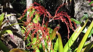 Aechmea blanchetiana bromeliads in landscape with flowers blooms [upl. by Llennod]