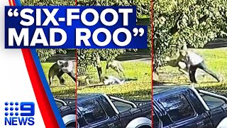 Victorian man fights feisty kangaroo in dramatic sixminute brawl  9 News Australia [upl. by Elohcin676]