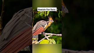 Hoatzin Facts you didnt know shorts animals [upl. by Ellennaj488]