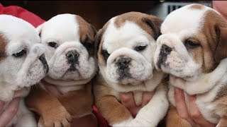 English Bulldog Puppies [upl. by Carrol]