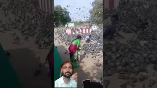 कितने कबूतर है भाई ।shorts shortsvideos viralsong treaction [upl. by Trici]