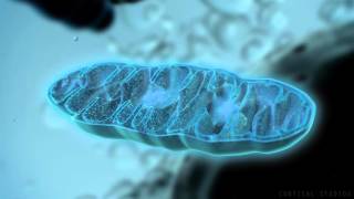 How Mitochondria Produce Energy [upl. by Dacia650]