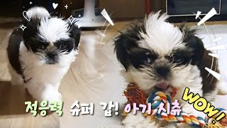 세상 귀여운 CTEA 인간사회 적응 만렙형 아기 강아지😘 강아지 puppy cutedog 귀여운강아지 아기강아지 shihtzu [upl. by Peck]