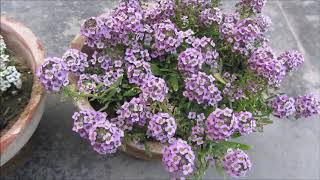 Best Ground Cover Plant Alyssum Plant  Caring Tips  UrduHindi [upl. by Nagud]