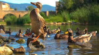 Ducks quacking eating and splashing on the river  Relaxing Sounds of Nature [upl. by Thetes]