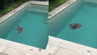 This raccoon went for a swim in a TikTokers pool [upl. by Eram]