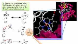 Cytochrome P450 Radicals in a Biochemical Setting [upl. by Enylorac]