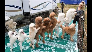 Funny Toy Poodle Puppies Videos Cute Mini Teacup Poodles Playing Miniature Poodle Barking Grooming [upl. by Bertle]