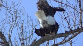 Bald Eagle Mating [upl. by Dry799]