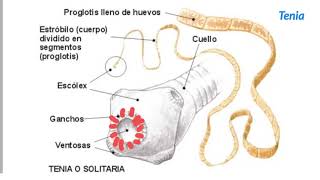 Invertebrados Tipos de gusanos  1ESO [upl. by Eehtomit]