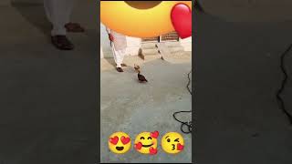 Teetar fight 😍🥰😘 viralvideo birds funny funnyvideo [upl. by Rein]