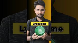 Lysosome Suicide Bag in Human Cell  LearnWithAnuragSir viralvideo trending shorts fact [upl. by Latini]