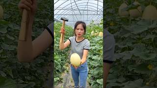 Sweet Delicious Melon Harvesting from Farm by Rural Farmer shorts satisfying youtubeshorts [upl. by Ynatil]