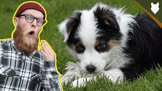 What To Do With A NEW AUSTRALIAN SHEPHERD PUPPY [upl. by Pasol]