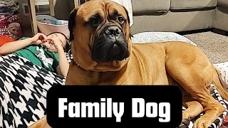 The Bullmastiff  A Great Family Dog [upl. by Eveam]