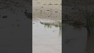 chitwan national park crocodile 🐊 [upl. by Lienhard]