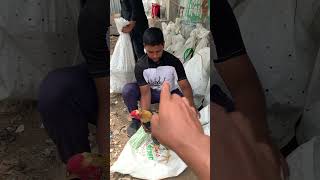 6 Kgs పందెం కోళ్లు Rs 10000  Erragadda Sunday Market Hyderabad viral shorts pets hens [upl. by Nylimaj]