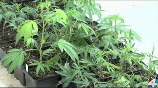 Push to legalize recreational marijuana in Florida [upl. by Leonhard]