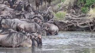 Wildebeest vs crocodile  Attack on the Grumeti River [upl. by Hecht823]