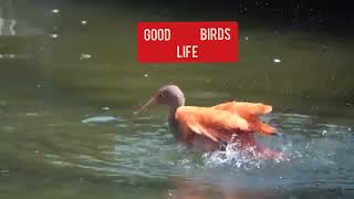 GOOD BIRDS 🐤🐥🐦🕊🦅🦆 LIFE documentary birdslover birdsounds [upl. by Anelyak290]