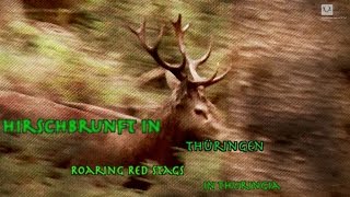 Hirschjagd in Thüringen  Roaring red stags in Thuringia [upl. by Narine]