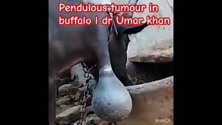 Pendulous tumour in buffalo l dr Umar khan [upl. by Circosta712]