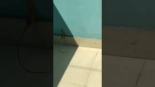 Dancing Lizard 🦎😨 lizard chhipkali chipkali shorts funny [upl. by Ellahcim191]