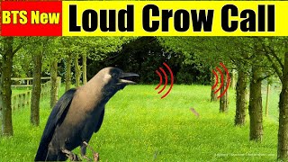 Crow call to attract crowsCrow calling other crowscrow sounds [upl. by Feltie258]