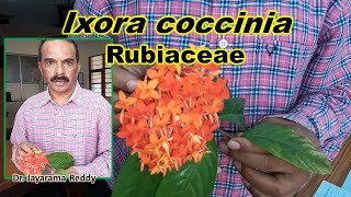 Rubiaceae Ixora coccinia Taxonomy practicals St Josephs University Dr Jayarama Reddy Botany [upl. by Adila]