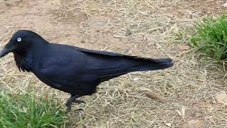 The Australian Black Raven Campbelltown Australia [upl. by Lemor]