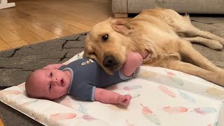 Golden Retriever Adopts Adorable Baby As His Own Cutest Ever [upl. by Nilla392]