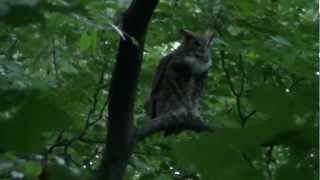 Great Horned Owl Duet Sept 15 2012 [upl. by Ammej569]