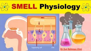 SMELL amp Olfactory System Physiology in Urdu  Olfactory Epithelium amp Receptors  Smell Pathway [upl. by Viccora274]