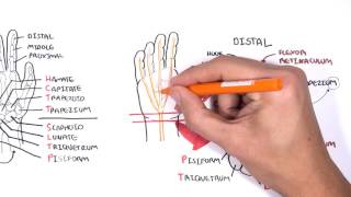 Clinical Anatomy  Hand Wrist palmar aspectflexors [upl. by Reba299]