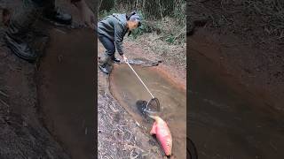 Masheer fishing canal fishing fall bass fishing october fishing [upl. by Liryc477]