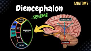 Diencephalon Anatomy Thalamus Epithalamus Subthalamus Metathalamus Hypothalamus [upl. by Resarf283]