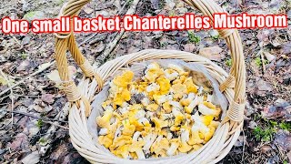 First picking Chanterelles mushrooms 2024 summer  Kantareller svamp  Pilipina in Sweden [upl. by Hess]