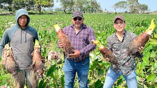 Cultivo de MALANGA TARO O PITUCA  Tubérculo poco conocido en México y mejor que la papa [upl. by Dimitris]