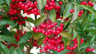 How to grow Ardisia crenataChristmas berry plant [upl. by Ayocal337]