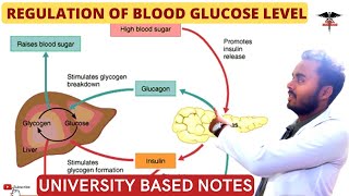 Regulation of blood glucose level  Hormones involved in blood glucose regulation [upl. by Nixon279]