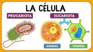 La célula Definición descubrimiento clasificación y funciones ✍🏻🤓 [upl. by Anairb]