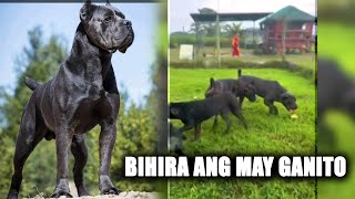 IBATIBANG BREED NG MGA ASO DITO SA BIGGEST FARM KENNEL IN BULACAN [upl. by Enovaj]