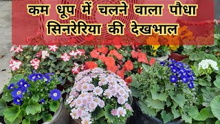 how to grow and care cineraria plantकम धूप में चलनेवाला पौधा है ये [upl. by Comyns]