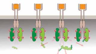 Oncogenic activation receptor tyrosine kinases [upl. by Arocet]