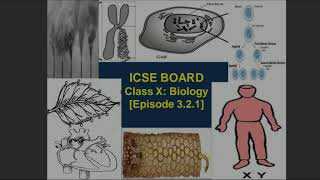 ICSE Class X Biology The Excretory System Episode 321 [upl. by Medovich]